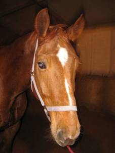 foto: Kaka pakov: hanoverk Forest Gump Evy Drozenov, foceno 3.3.2007